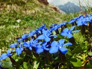 PIZZO VESCOVO (2175 m.) e MONTE BRATE (1932 m.) con giro ad anello da Foppolo il 7 giugno 2013  - FOTOGALLERY